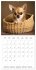 Portraits de petits chiens (Calendrier... - Bild 15