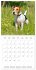 Portraits de petits chiens (Calendrier... - Bild 4