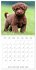 Portraits de petits chiens (Calendrier... - Bild 6