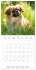 Portraits de petits chiens (Calendrier... - Bild 7