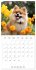 Portraits de petits chiens (Calendrier... - Bild 9