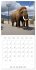 New Animal Kingdom (Wall Calendar 2026... - Bild 12
