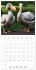 New Animal Kingdom (Wall Calendar 2026... - Bild 14