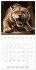 New Animal Kingdom (Wall Calendar 2026... - Bild 7