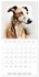 Artistic Dog Breeds (Wall Calendar 2026... - Bild 2