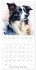 Artistic Dog Breeds (Wall Calendar 2026... - Bild 8