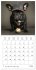 French Bulldogs (Wall Calendar 2026 12... - Bild 13