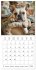 French Bulldogs (Wall Calendar 2026 12... - Bild 15