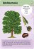 Expedition Natur 50 essbare Wildpflanzen - Bild 3