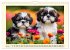 Winzlinge der Hundewelt (Wandkalender... - Bild 11