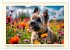 Winzlinge der Hundewelt (Wandkalender... - Bild 12