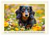 Winzlinge der Hundewelt (Wandkalender... - Bild 13