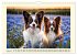 Winzlinge der Hundewelt (Wandkalender... - Bild 14