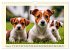 Winzlinge der Hundewelt (Wandkalender... - Bild 3