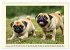 Winzlinge der Hundewelt (Wandkalender... - Bild 4