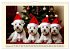 Winzlinge der Hundewelt (Wandkalender... - Bild 5