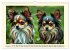 Winzlinge der Hundewelt (Wandkalender... - Bild 7
