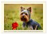 Winzlinge der Hundewelt (Wandkalender... - Bild 8