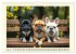 Winzlinge der Hundewelt (Wandkalender... - Bild 9
