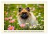 Winzlinge der Hundewelt (Wandkalender... - Bild 10