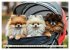 Tausendsassa - Pomeranian (hochwertiger... - Bild 13