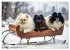 Tausendsassa - Pomeranian (hochwertiger... - Bild 6
