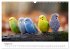 Zwitscherzeit - Ein Kalender voller... - Bild 14
