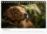 Herz aus Gold - Retriever zum Verlieben... - Bild 5