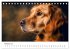 Herz aus Gold - Retriever zum Verlieben... - Bild 8