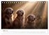 Herz aus Gold - Retriever zum Verlieben... - Bild 9