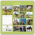 Donkeys - Esel 2026 - 16-Monatskalender - Bild 2