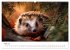 Rund, stachlig, munter - Ein Jahr mit... - Bild 11