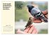 Illustrierte deutsche Redewendungen mit... - Bild 7