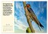 Illustrierte deutsche Redewendungen mit... - Bild 9
