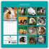 Guinea Pigs - Meerschweinchen 2026 -... - Bild 2