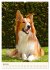 Hütehunde mit Energie und Ausdauer... - Bild 11