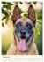 Hütehunde mit Energie und Ausdauer... - Bild 13