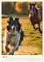Hütehunde mit Energie und Ausdauer... - Bild 10