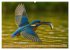 Eisvogelträume am Wasser (Wandkalender... - Bild 12