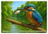 Eisvogelträume am Wasser (Wandkalender... - Bild 14