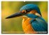 Eisvogelträume am Wasser (Wandkalender... - Bild 15