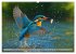Eisvogelträume am Wasser (Wandkalender... - Bild 8