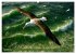 Über dem Vogelflug (hochwertiger... - Bild 3