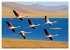 Über dem Vogelflug (hochwertiger... - Bild 7