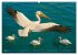 Über dem Vogelflug (hochwertiger... - Bild 10