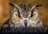 Eulen - Wächter der Nacht - 2026 -... - Bild 12
