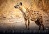 Afrikas Tierwelt - Der Tierkalender -... - Bild 12