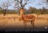 Afrikas Tierwelt - Der Tierkalender -... - Bild 3
