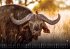 Afrikas Tierwelt - Der Tierkalender -... - Bild 8