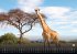 Afrikas Tierwelt - Der Tierkalender -... - Bild 9